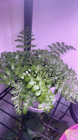 Asplenium dimorphum - PictureThis