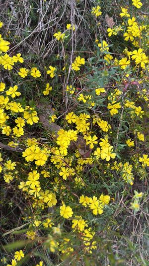 Hibbertia riparia - PictureThis