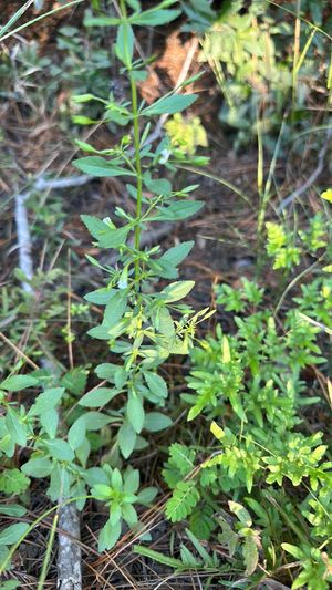 Mecardonia acuminata - PictureThis
