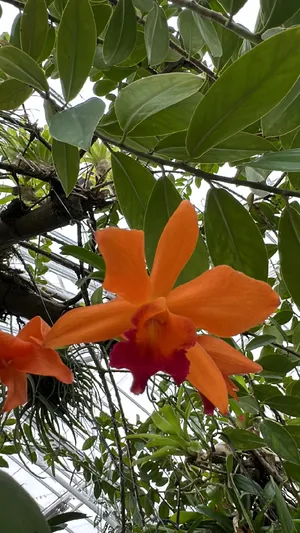 Prosthechea citrina - PictureThis