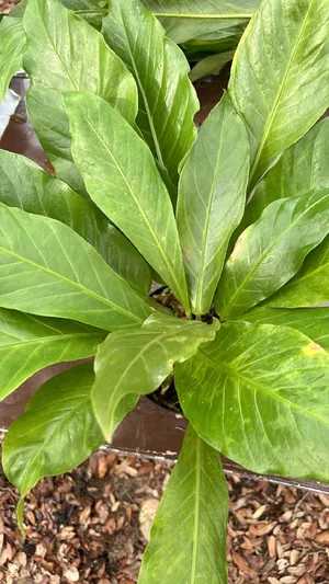 Pheasant's tail - Anthurium schlechtendalii (Care, Characteristics, Flower,  Images)