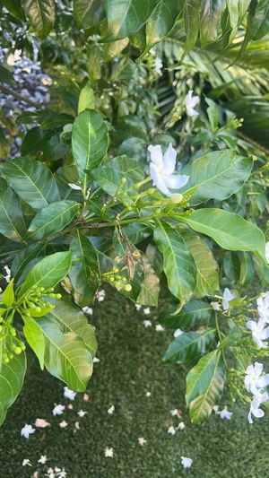 Forest Toad Tree (Tabernaemontana ventricosa) - PictureThis