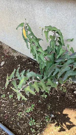 Tweedia solanoides - PictureThis