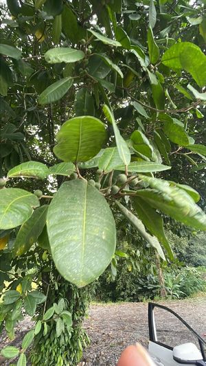 How to Grow and Care for hicatee fig