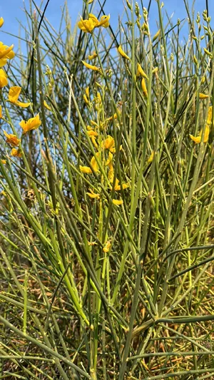 olivenbaum standort balkon Olea Europaea Cultivo verzweigt  210cm