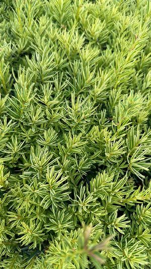 Eibe 'David' (Taxus baccata 'David') - PictureThis