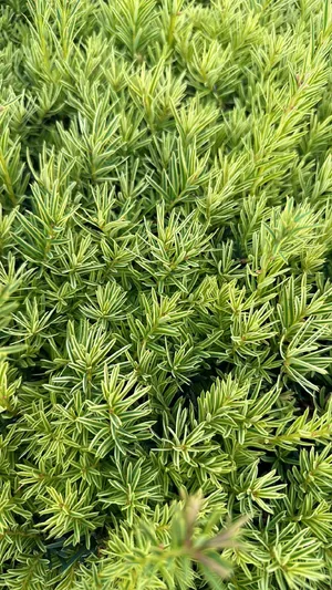 Eibe 'David' (Taxus baccata 'David') - PictureThis