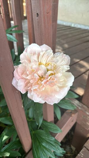 Paeonia lactiflora　2点おまとめ シャクヤク（芍薬） 'Sarah Bernhardt' (Paeonia lactiflora 'Sarah