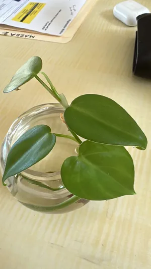 Heartleaf philodendron (Philodendron hederaceum var. oxycardium) -  PictureThis