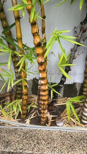 Bambusa ventricosa - PictureThis