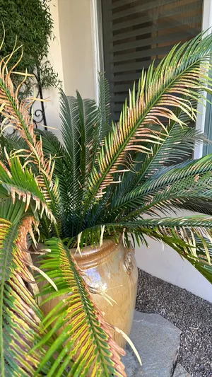 【希少種】Cycas thouarsii（ツアーシーソテツ） 希少種】Cycas thouarsii（ツアーシーソテツ） Sun・Shepherd