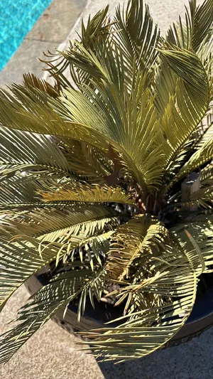 Macrozamia macdonnellii マクロザミア・マクドンネリー ソテツ 超希少