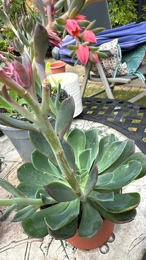 Echeverien 'Blue Prince' (Echeveria 'Blue Prince') - PictureThis