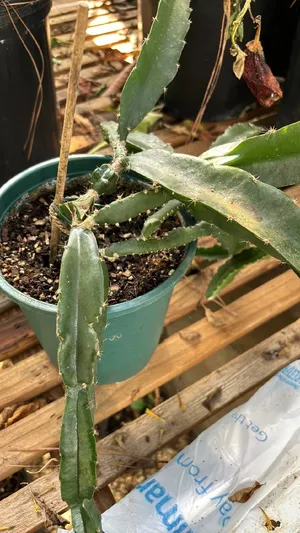 gymnocalycium multiflorum Gymnocalycium multiflorum – TiaJuanas Plants México main image 0