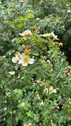 Abyssinian rose (Rosa abyssinica) - PictureThis