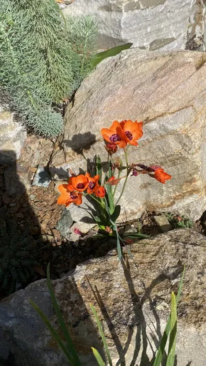 Sparaxis elegans - PictureThis