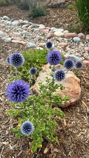 Ruthenian globe thistle (Echinops ritro subsp. ruthenicus) - PictureThis