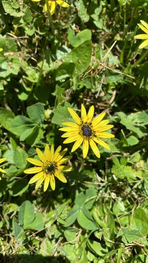 How to Grow and Care for Rasp African Thistle