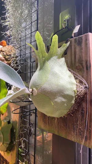 Platycerium stemaria - PictureThis