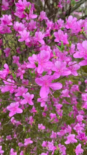 トウゴクミツバツツジ(東国三葉躑躅) (分類, 特徴, 花, 画像) トウゴクミツバツツジ(東国三葉躑躅) (分類, 特徴, 花, 画像)