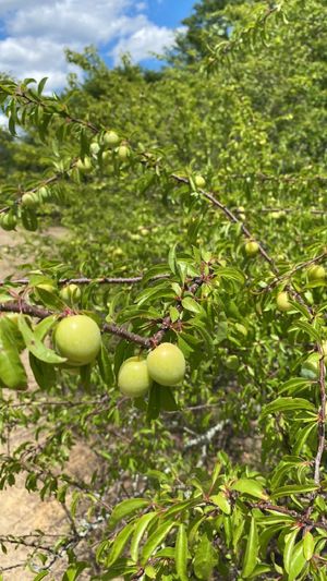 Gänse-pflaume (Prunus rivularis) - PictureThis
