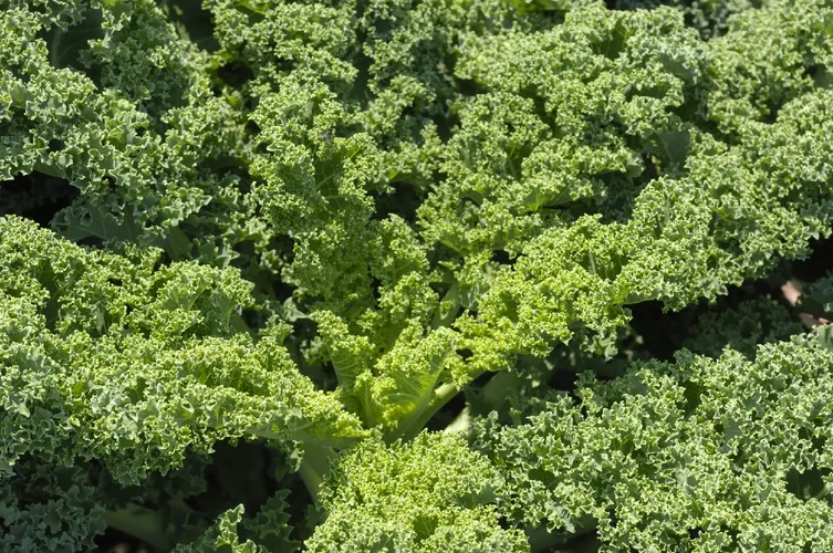 Brassica oleracea cavolo ornamentale Foto stock Brassica oleracea cavolo ornamentale Foto stock