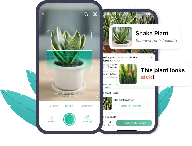 Picturethis Plant Identifier App