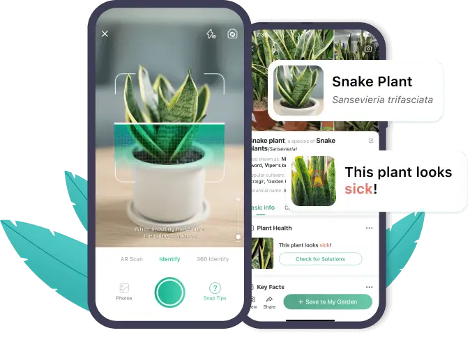 App To Identify Australian Native Plants App To Identify Australian Native Plants