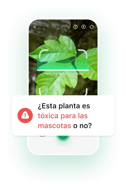 son las plantas de gardenia venenosas para perros y gatos