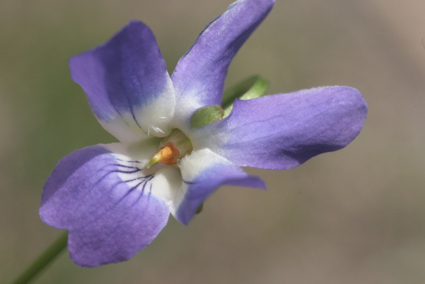 Viola Suavis 照顧 繁殖 開花時間 Picturethis