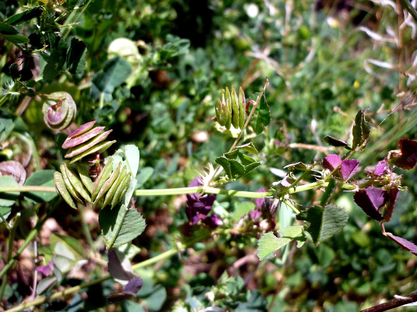 PictureThis - (Medicago orbicularis) فصة زرية
