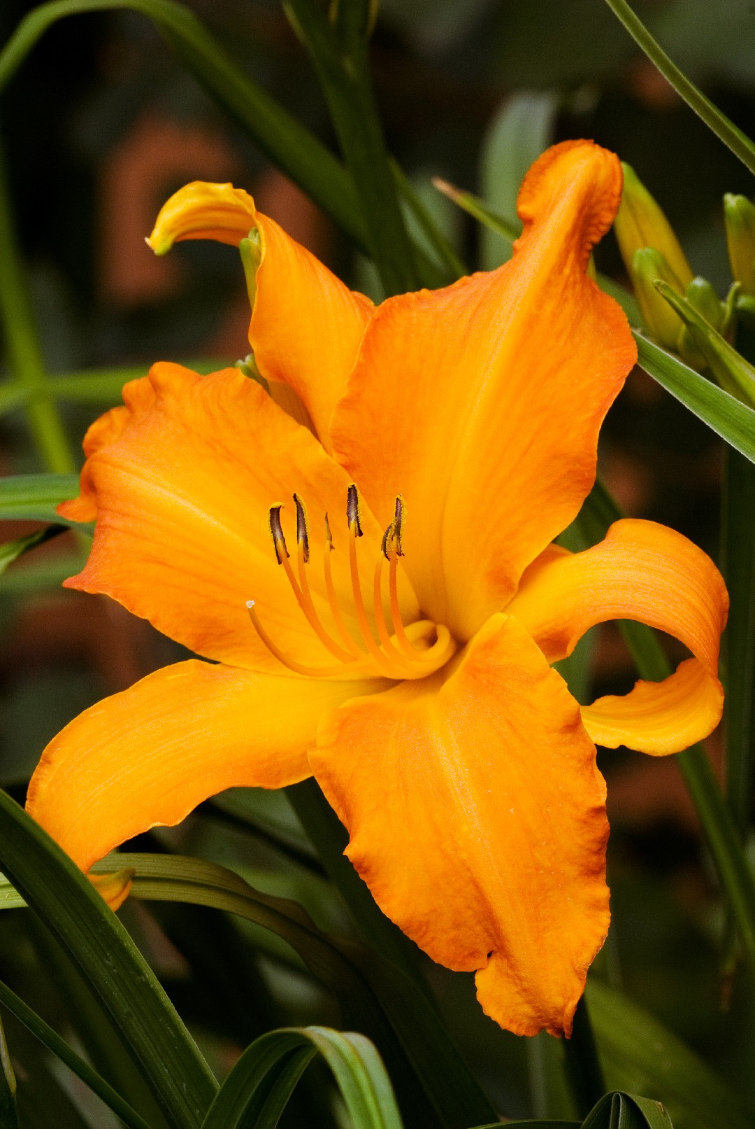 Hemerocallis 'Primal Scream' PictureThis