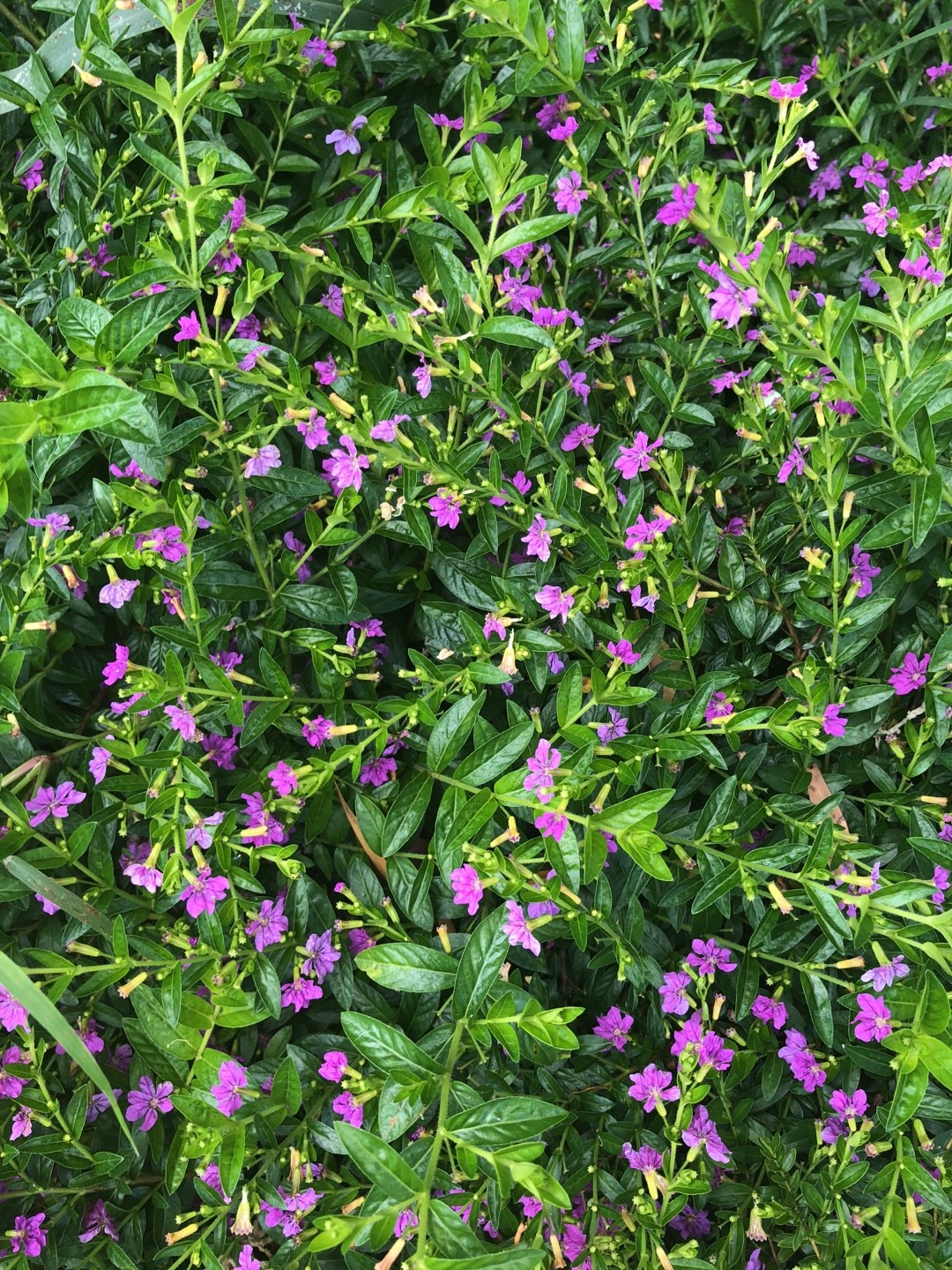 クフェア フッケリアナ Cuphea Hookeriana 花言葉 学名 よくある質問 Picturethis