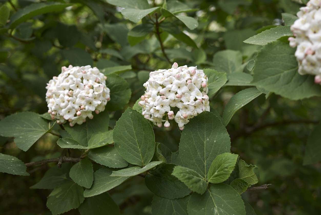 Viburnum fordiae PictureThis