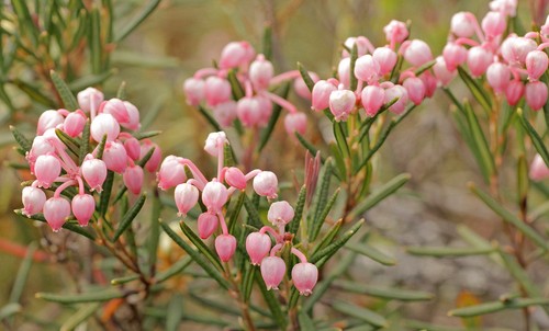 ヒメシャクナゲ 姫石楠花 Andromeda Polifolia 花言葉 毒性 よくある質問 Picturethis