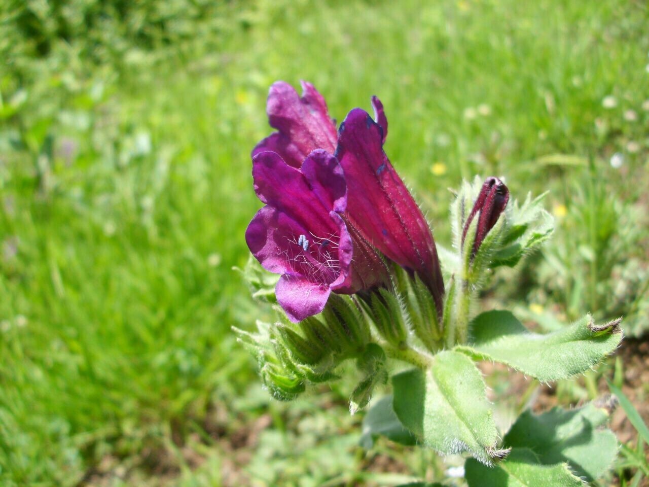 Echium creticum PictureThis