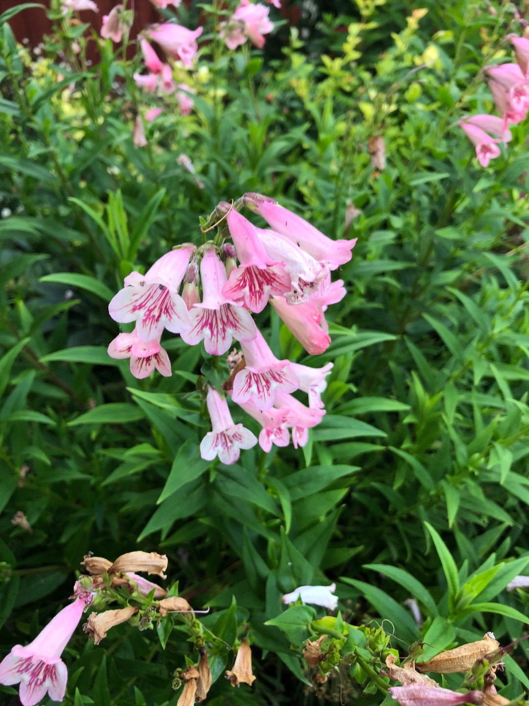 Penstemon (Penstemon) PictureThis
