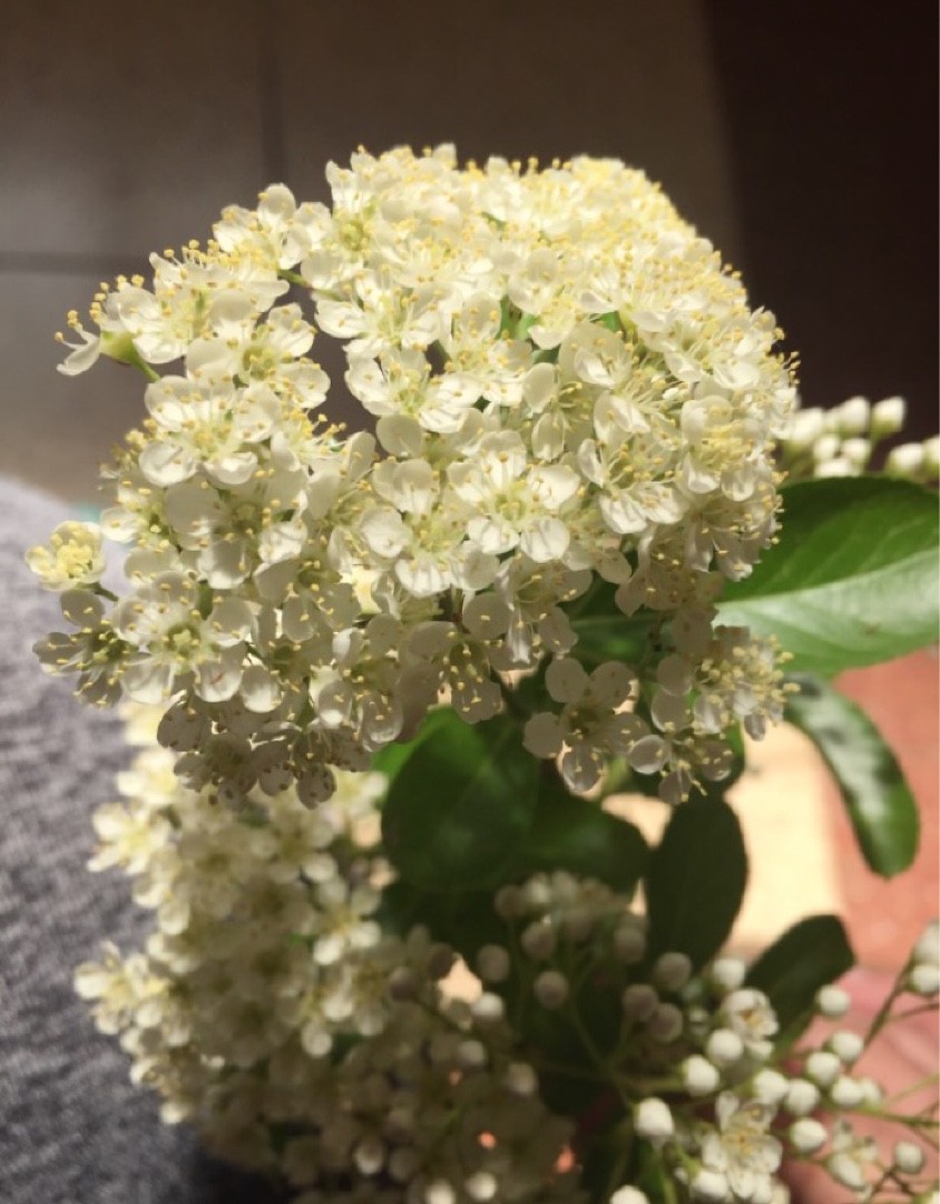 Pyracantha angustifolia ‘Gnome’ - PictureThis