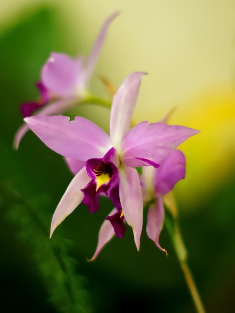 Laelia gouldiana PictureThis
