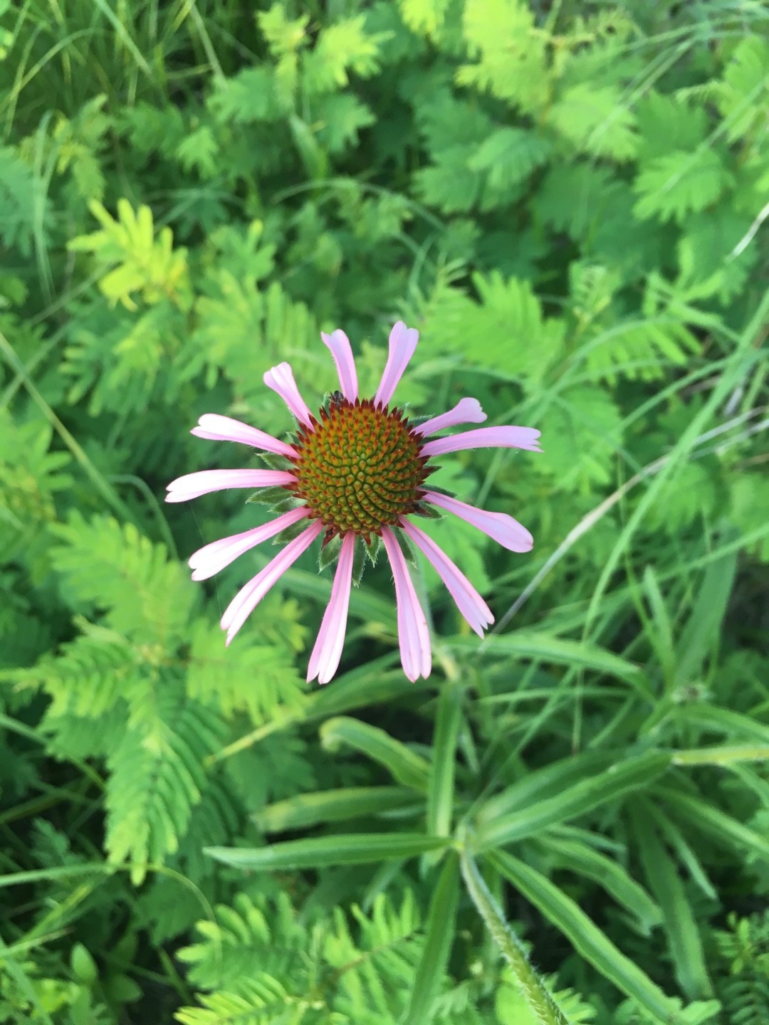 エキナセア パリダ Echinacea Pallida 花言葉 学名 よくある質問 Picturethis