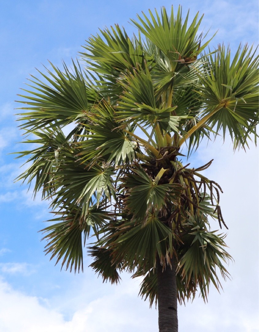 Borassus PictureThis