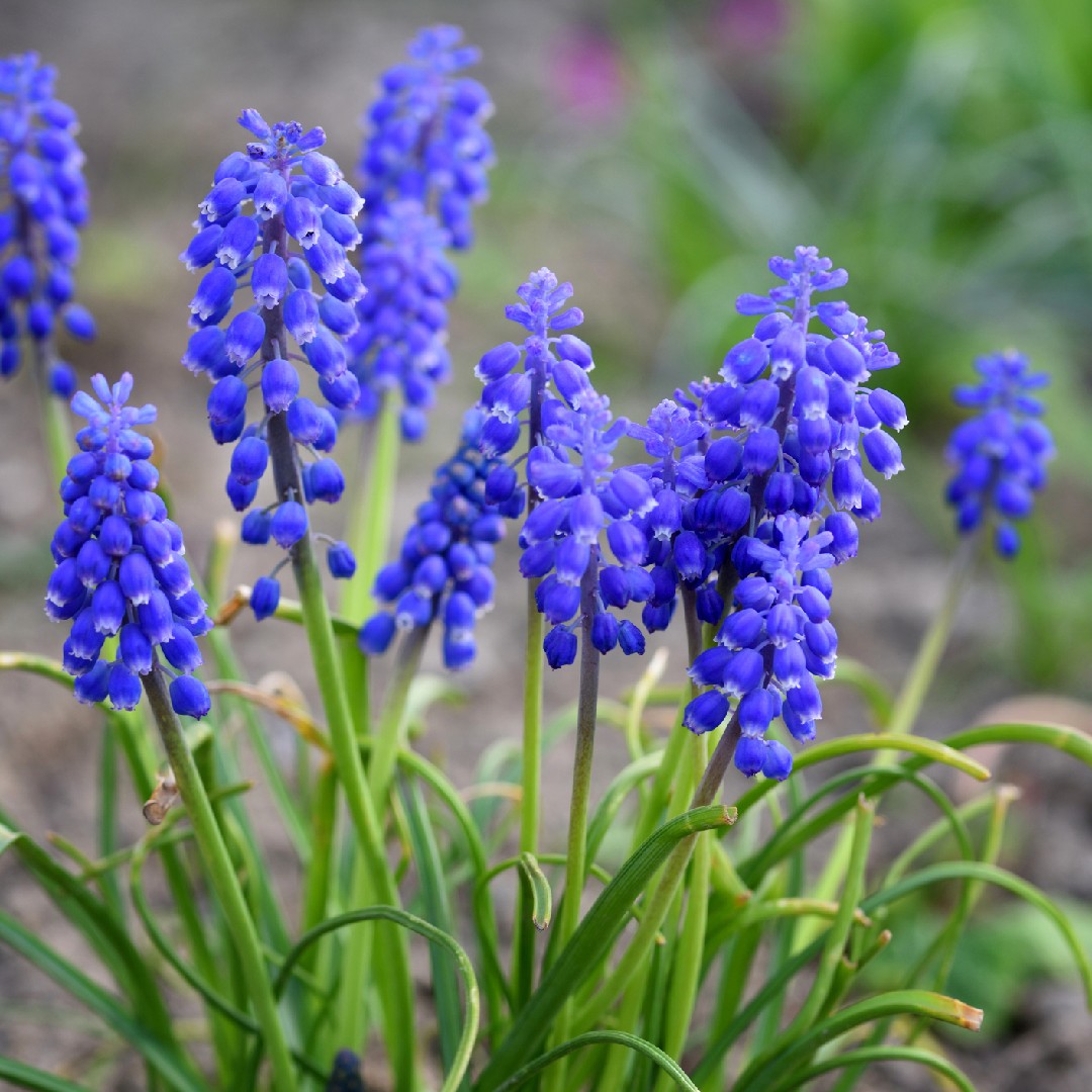 Compact grape hyacinth (Muscari botryoides) Flower, Leaf, Uses