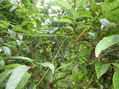 Itea chinensis PictureThis