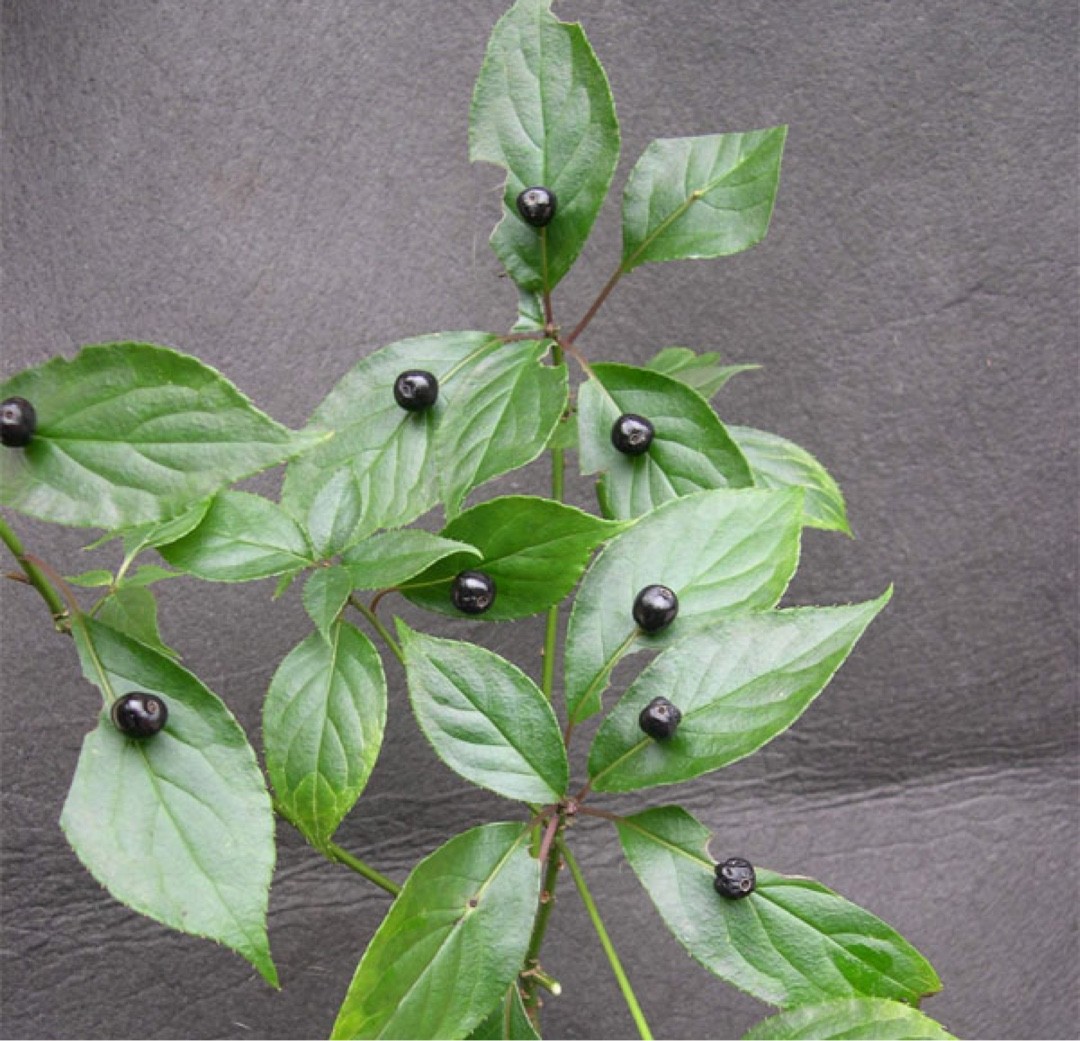 ハナイカダ 花筏 Helwingia Japonica 花言葉 学名 よくある質問 Picturethis