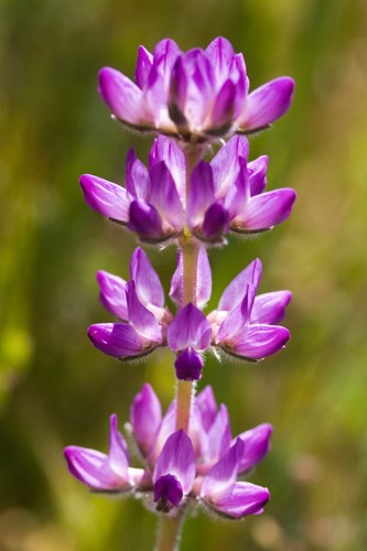Lupinus microcarpus PictureThis