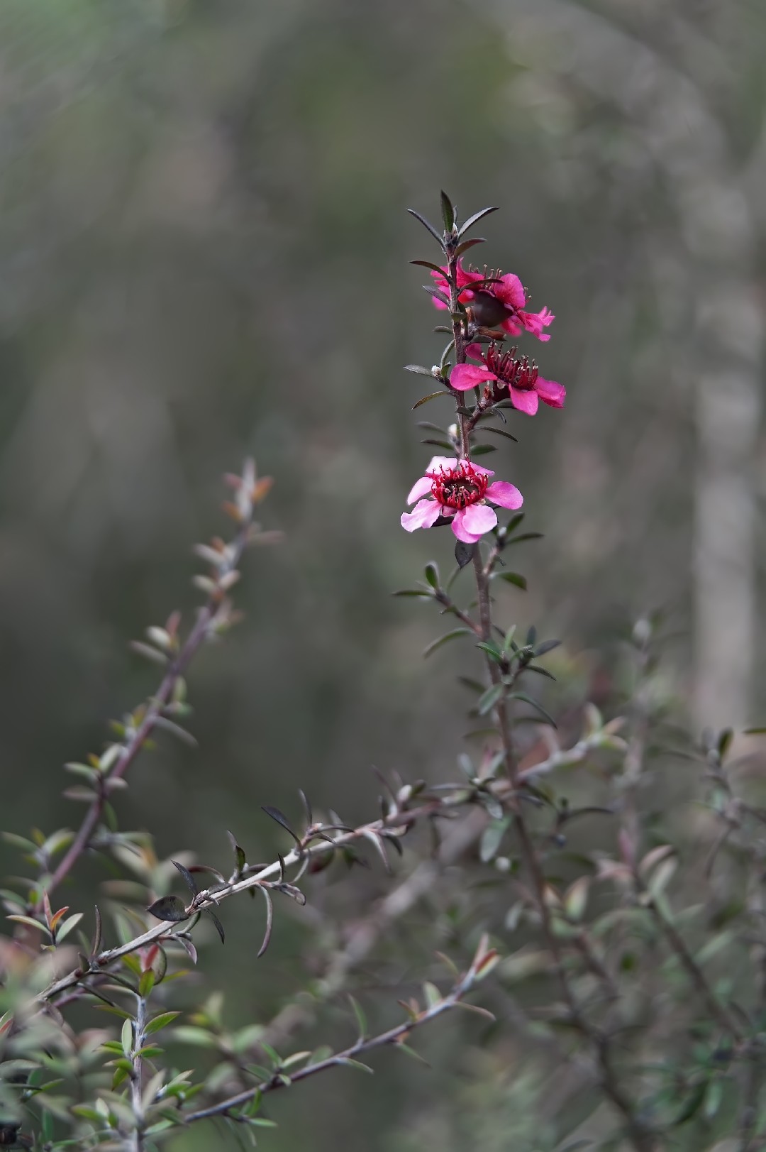 Leptospermum 照顧 繁殖 開花時間 Picturethis