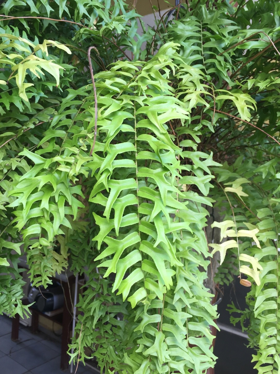 Nephrolepis Falcata日常養生 育て方 潅水 施肥 剪定 病気 Picturethis