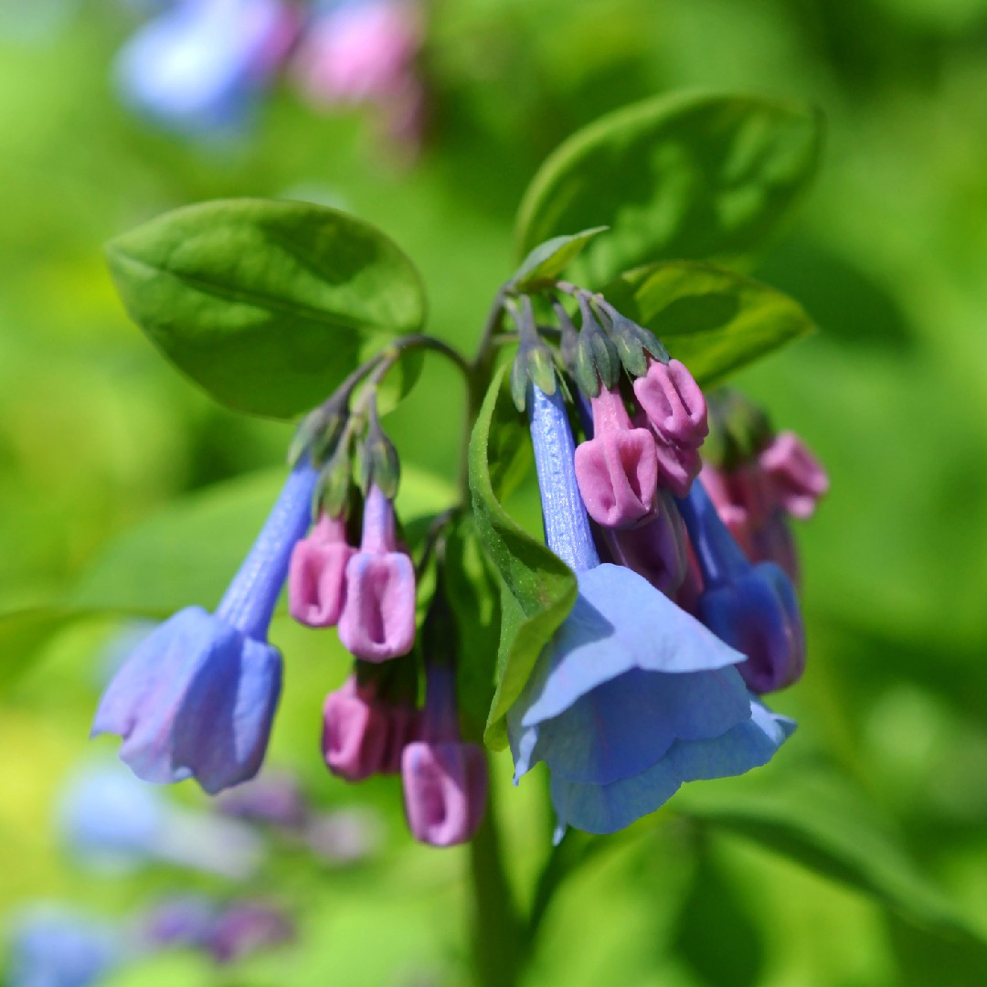 Mertensia ciliata PictureThis