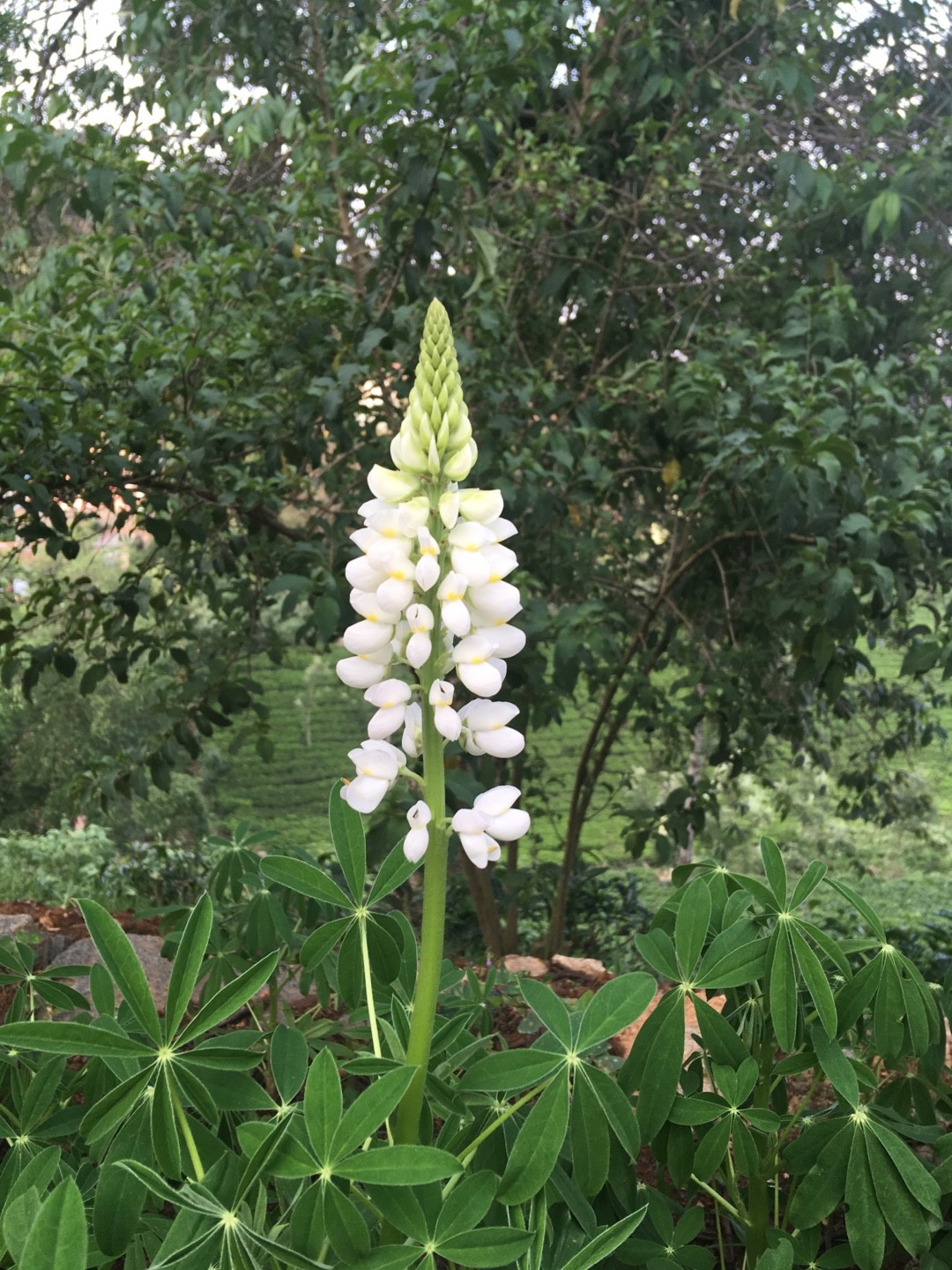 白花ルピナス Lupinus Albus 花言葉 学名 よくある質問 Picturethis