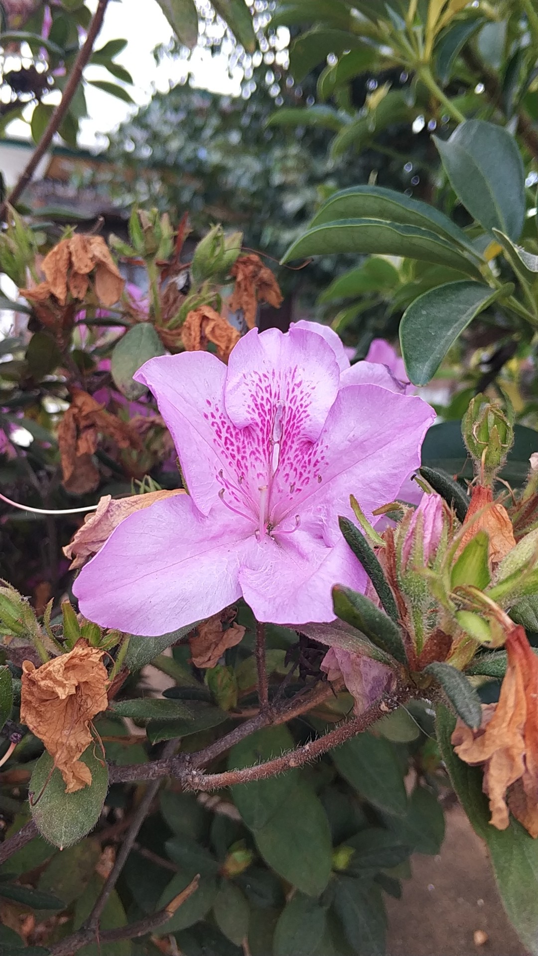 コバノミツバツツジ 小葉の三葉躑躅 Rhododendron Farrerae Picturethis